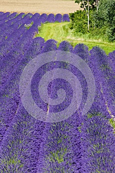 Lavender field,