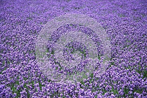 Lavanda 