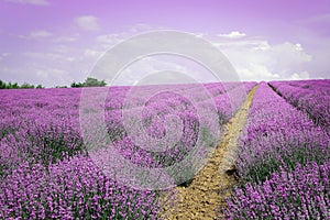 Lavender field