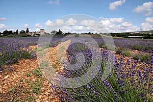 Lavender field photo