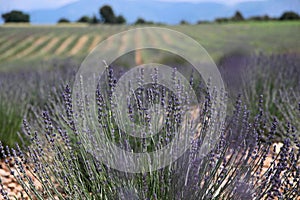 Lavender field