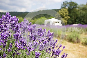 Lavender close up on the field