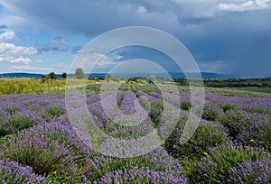 Lavender field