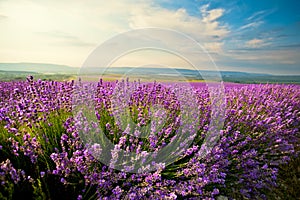 Lavender field