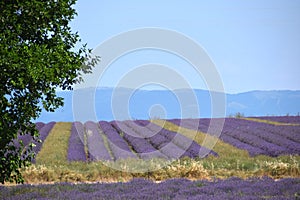 lavender field