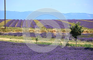 lavender field