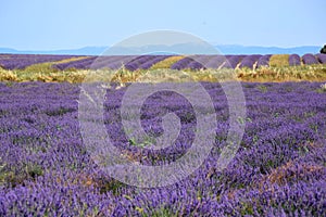 lavender field