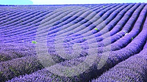 Lavanda 