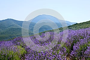 Lavender field