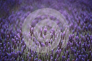 Lavender field