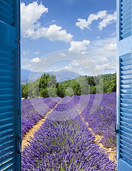 Lavender field