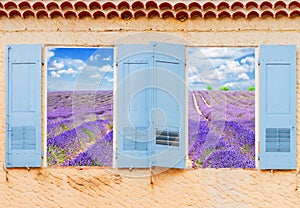 Lavender field