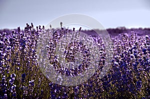 Lavender field