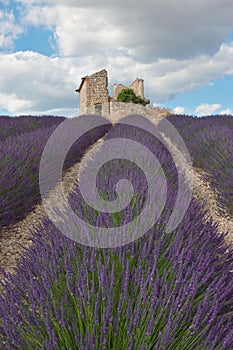 Lavender field