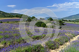 Lavender field