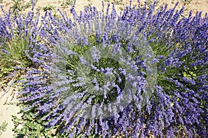 Lavender field