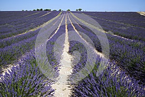 Lavender field