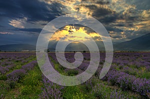 Lavender field