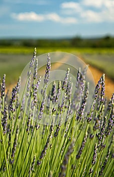 Lavender field