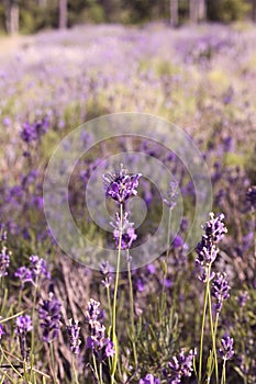 Lavender field