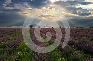 Lavender field