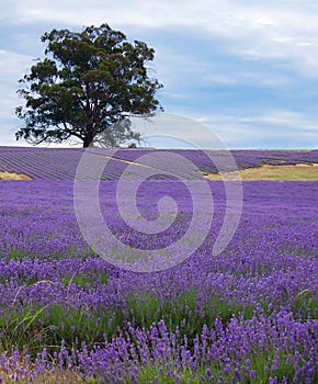 Lavender field