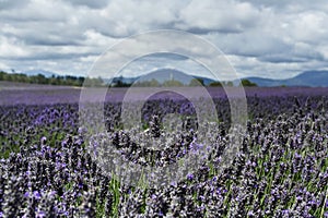 Lavanda 