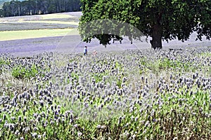 Lavanda 