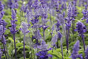 Lavender field