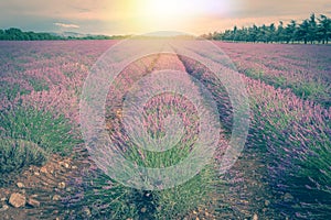 Lavender field