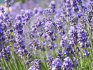 Lavender field photo