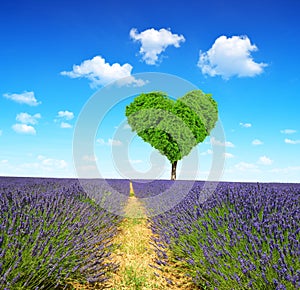 Lavender field