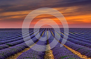 The lavender field 7