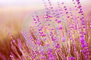 Lavender field.