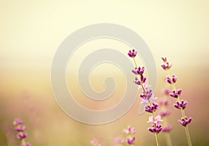 Lavender field.