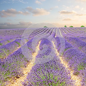 Lavender field