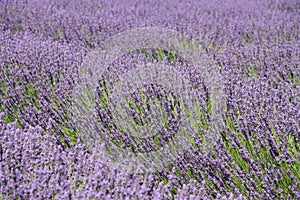 Lavender field