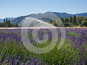 Lavender Field