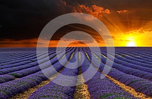 The lavender field 8