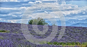 Lavender Field-9