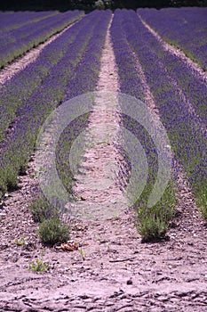 Lavender field