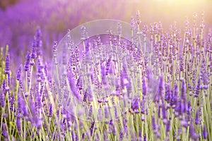 Lavender field aerial view. Purple lavender garden. Spa essential oil of beautiful herbs