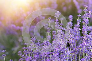 Lavender field aerial view. Purple lavender garden. Sunset sky over lavender bushes. Close-up of flower field background