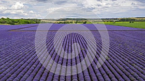 Lavender field aerial view. Top view