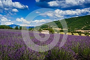 Lavender field on the Albion plateau photo