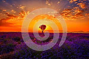Lavender field, amazing landscape, sunrise glow, natural summer travel background, Provence, France