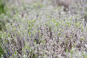 Lavender in the field - aromatic and medicinal plant