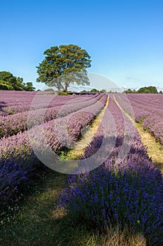 Lavender Field in Banstead
