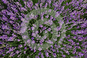 Lavender field. Beautiful lavender blooming scented flowers. Close up Bushes of lavender purple aromatic flowers and selective