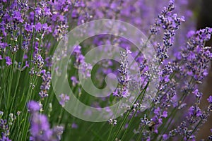 Lavender field. Beautiful lavender blooming scented flowers. Close up Bushes of lavender purple aromatic flowers and selective